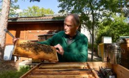 Bienen als Sensoren für Pestizidschäden in der Umwelt / PRESSEEINLADUNG zur Präsentation des Forschungsprojekts "Umweltspäher" der FU Berlin (Mittwoch, 21.10.)